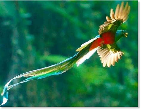  The Quetzal Bird's Journey:  A Tale Of Love, Sacrifice, And Plumage So Vibrant!